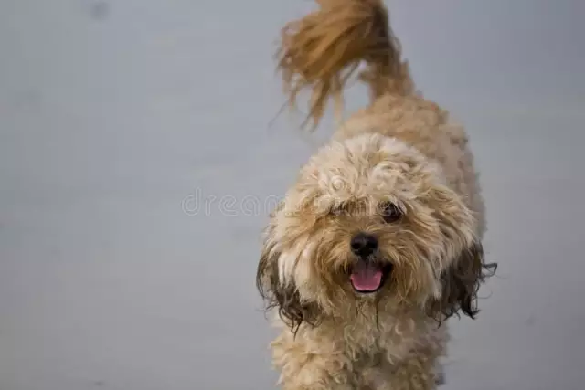 Einen Bichon-Pudel besitzen und pflegen