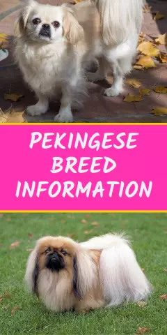 Pekingese Pflegetipps