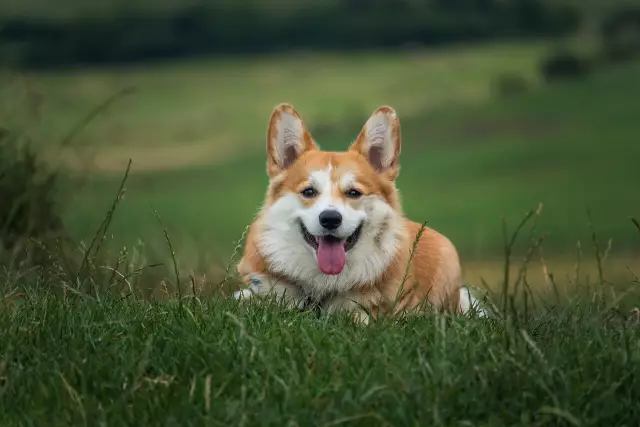 Persönlichkeitsmerkmale von Corgis