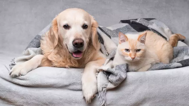 So finden Sie einen Ort, um mit Hunden oder Katzen Freiwilligenarbeit zu leisten