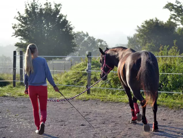 Positive Verstärkung und negative Verstärkung für die Hundeausbildung