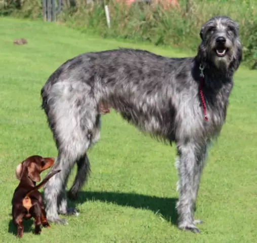 Comment enlever les épines de la peau d'un chien