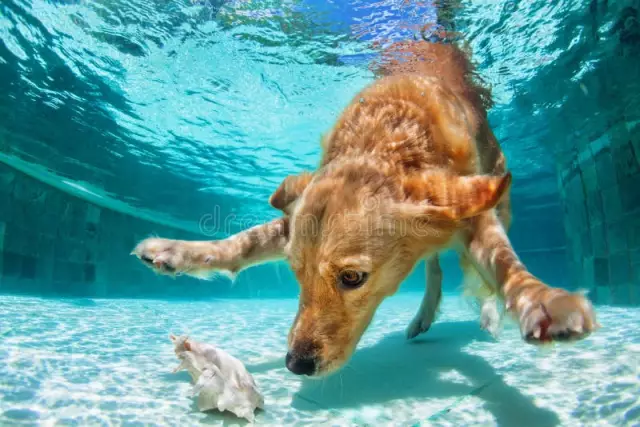 Sollte Ihr Hund in einem erdverlegten Pool schwimmen?