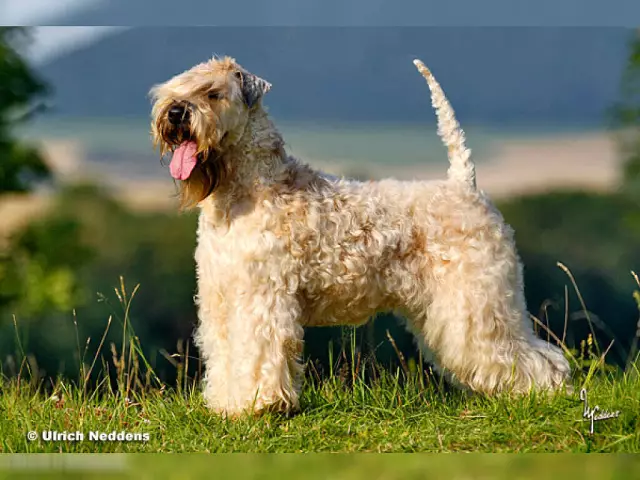 À propos du terrier à poil doux