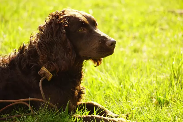 Spaniels Vs. Vorstehhunde