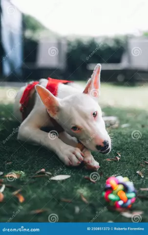 Comment empêcher un chien de mordre en mangeant un os