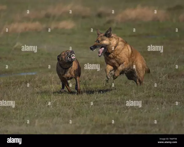 So verhindern Sie, dass meine Hunde ernsthafte Kämpfe führen