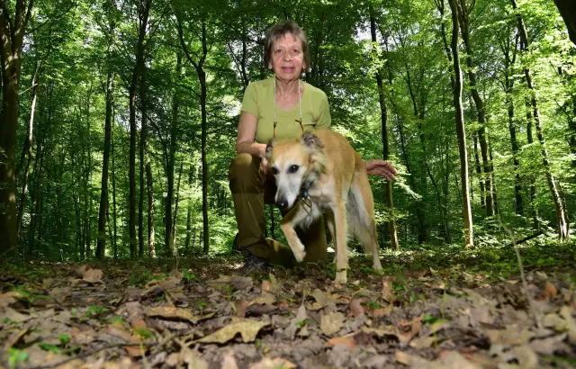 Wie man Hunde vom Piddeln abhält