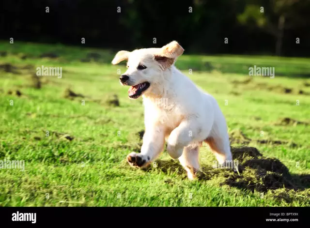 Empêcher un chiot de sauter alors que vous êtes assis sur un meuble