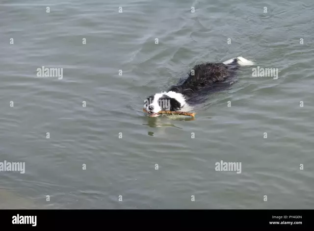 Wie Sie mit Ihrem Hund im Meer schwimmen