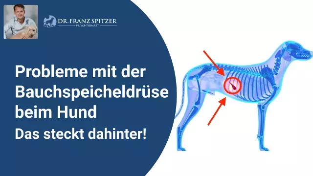 Was sind die Symptome von Pinkeye bei Hunden?