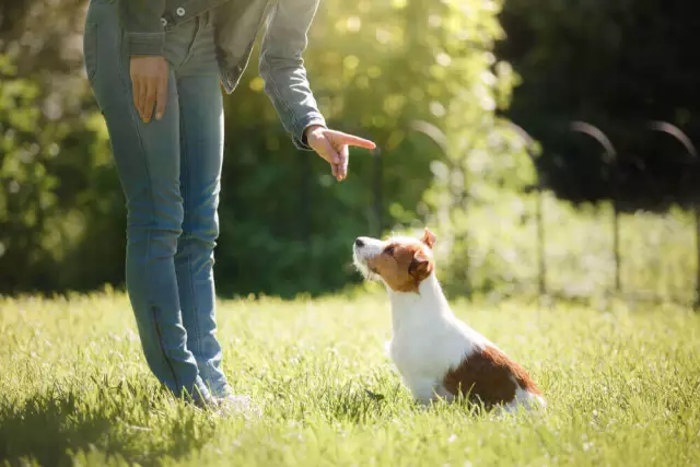 Wie man einem Hund beibringt, Blind Retrieves zu machen