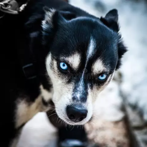 Y at-il des problèmes de santé si un chien a les yeux bleus?