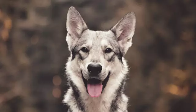 Comment former les chiens à la surveillance du sang