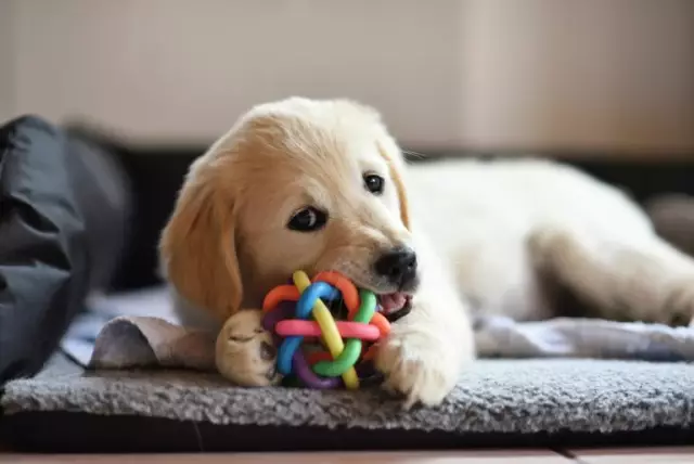 Comment former un chiot pour aller chercher une balle en caoutchouc