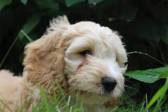 Comment laver un caniche maltais