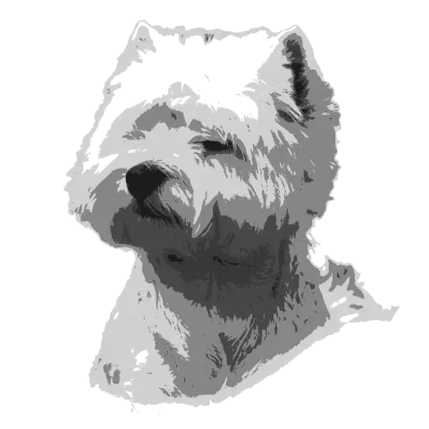 Westie Caractéristiques