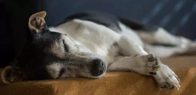 Ursachen von Augenschäden bei älteren Hunden