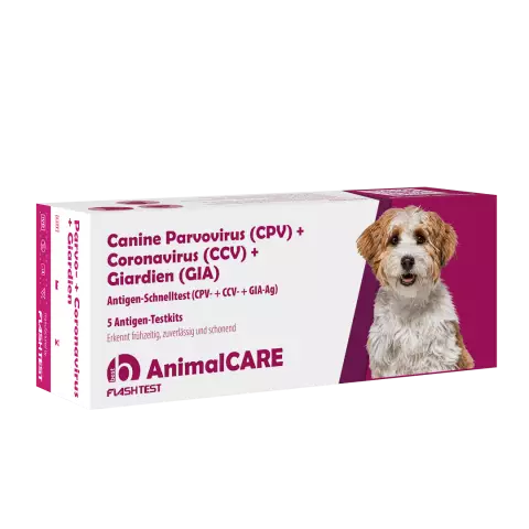 Symptômes et traitement du parvovirus canin