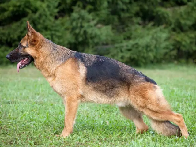 Symptomen van vestibulaire aandoeningen bij honden