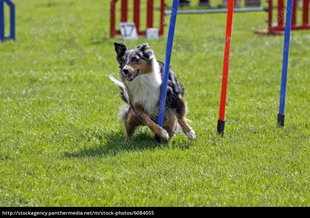 Agility Training für Australian Shepherds