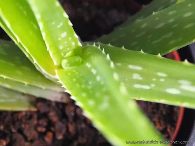 Est-ce que Aloe Spray Gel pour Sunburn est sans danger pour un chien?