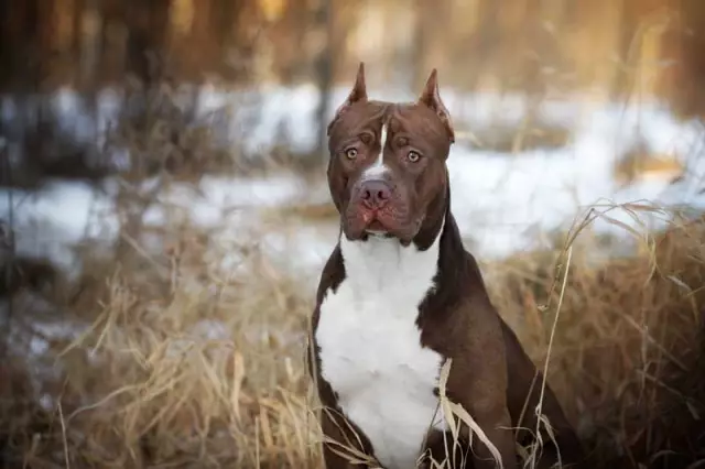 Onko heillä American Pit Bull Terrierit Westminsterin näyttelyssä?