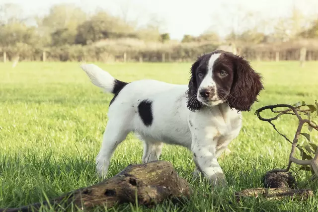 La hauteur moyenne d'un épagneul Springer