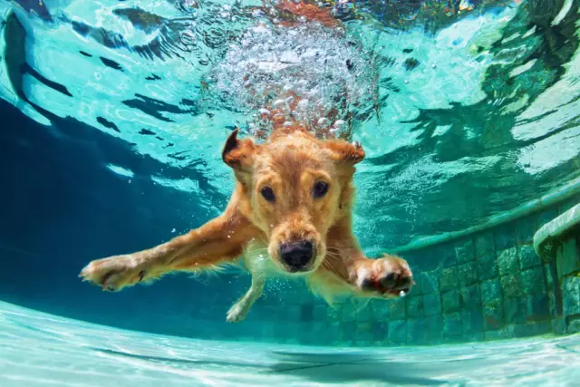 Quels changements comportementaux se produisent chez un chien mâle autour d'une chienne en chaleur?