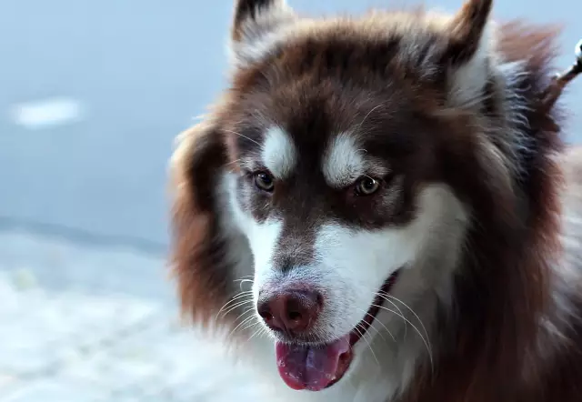 Les chiens noirs sont-ils plus chauds que les autres couleurs?