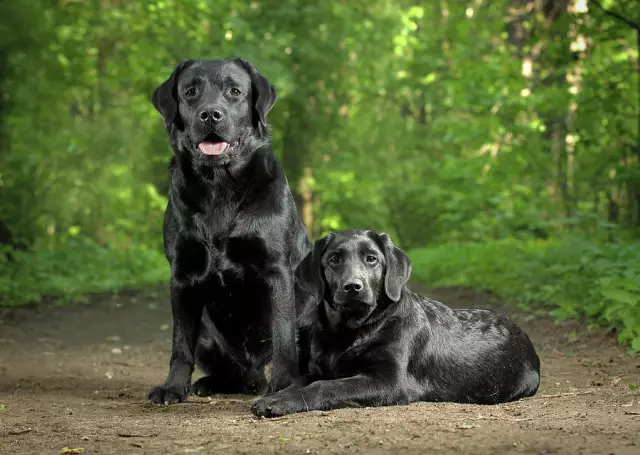 Fakten zu Black Labradors