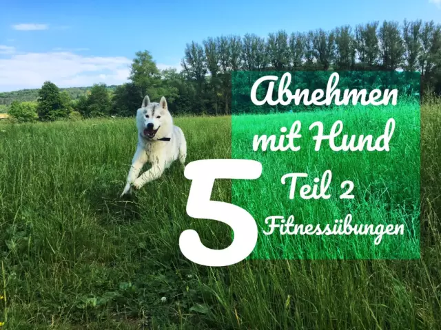 Lager, um meinem Hund beim Abnehmen zu helfen