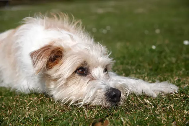 Können Katzenkratzer Ausschläge bei Hunden verursachen?