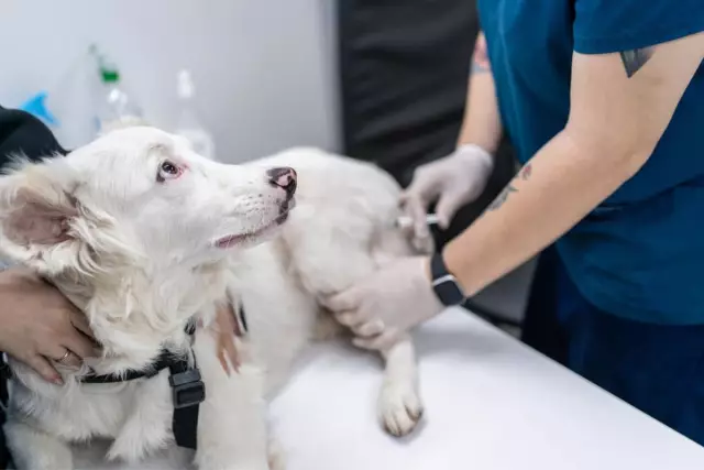 Was kann einen Hund außer Kälte zum Zittern bringen?