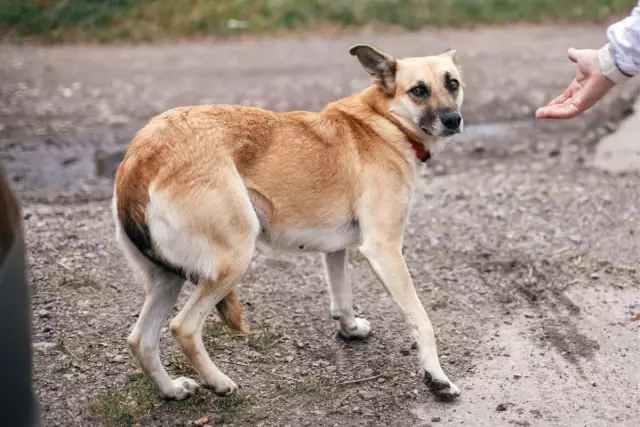 Was kann einen Hund dazu bringen, seinen Schwanz zu verstauen?