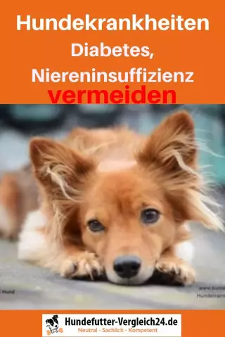 Kann eine Änderung in der Ernährung eines Hundes den Hundehaus mehr machen?