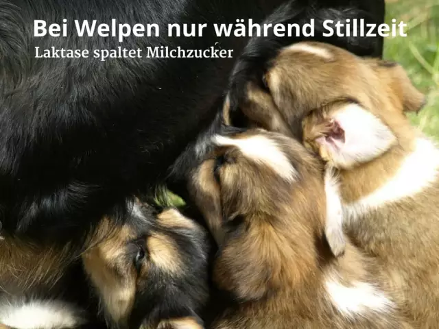 Können Hunde Milch oder Sahne trinken?