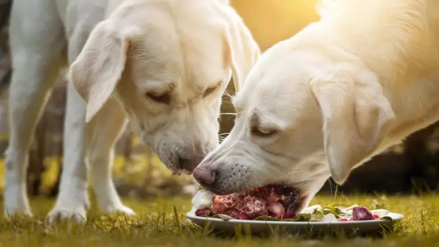 Kann eine All-Meat-Diät für Hunde zu viel Protein sein?