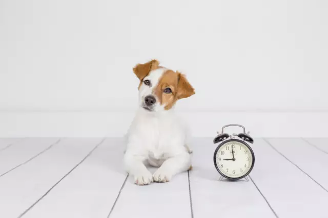 Quand pouvez-vous déplacer les chiots quand ils sont nés?