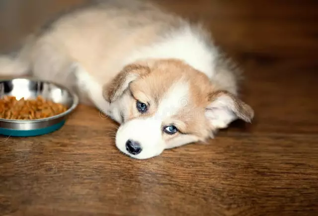 Wann können Welpen Wasser trinken und Hundefutter essen?