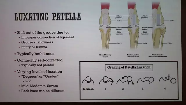 Canine Luxating Patella-Behandlung