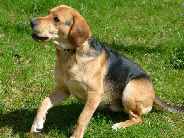 Une canine avec un souffle cardiaque systolique