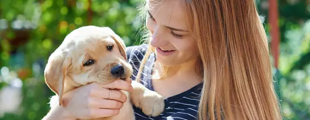 Comment entretenir le manteau d'un terrier australien