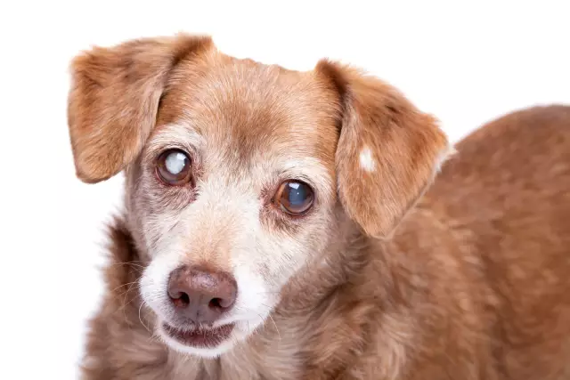 Werden Katarakte bei Hunden schlimmer, wenn sie nicht behandelt werden?