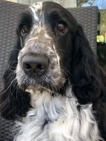 Cocker Spaniel Hairstyles