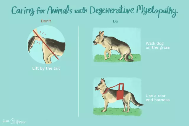 Yhteiset koirarodut degeneratiivista myelopatiaa varten