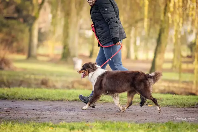 Degenerative Wirbelsäulenerkrankungen bei Hunden