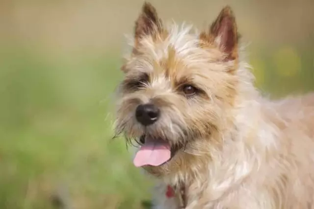 Quelle est la différence entre Schnauzers et Cairn Terriers?