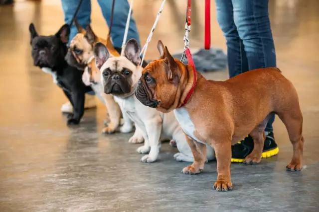 Différences entre bouledogues français et anglais