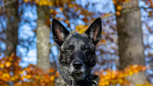 Wann ist ein Dobermann-Pinscher ausgewachsen?